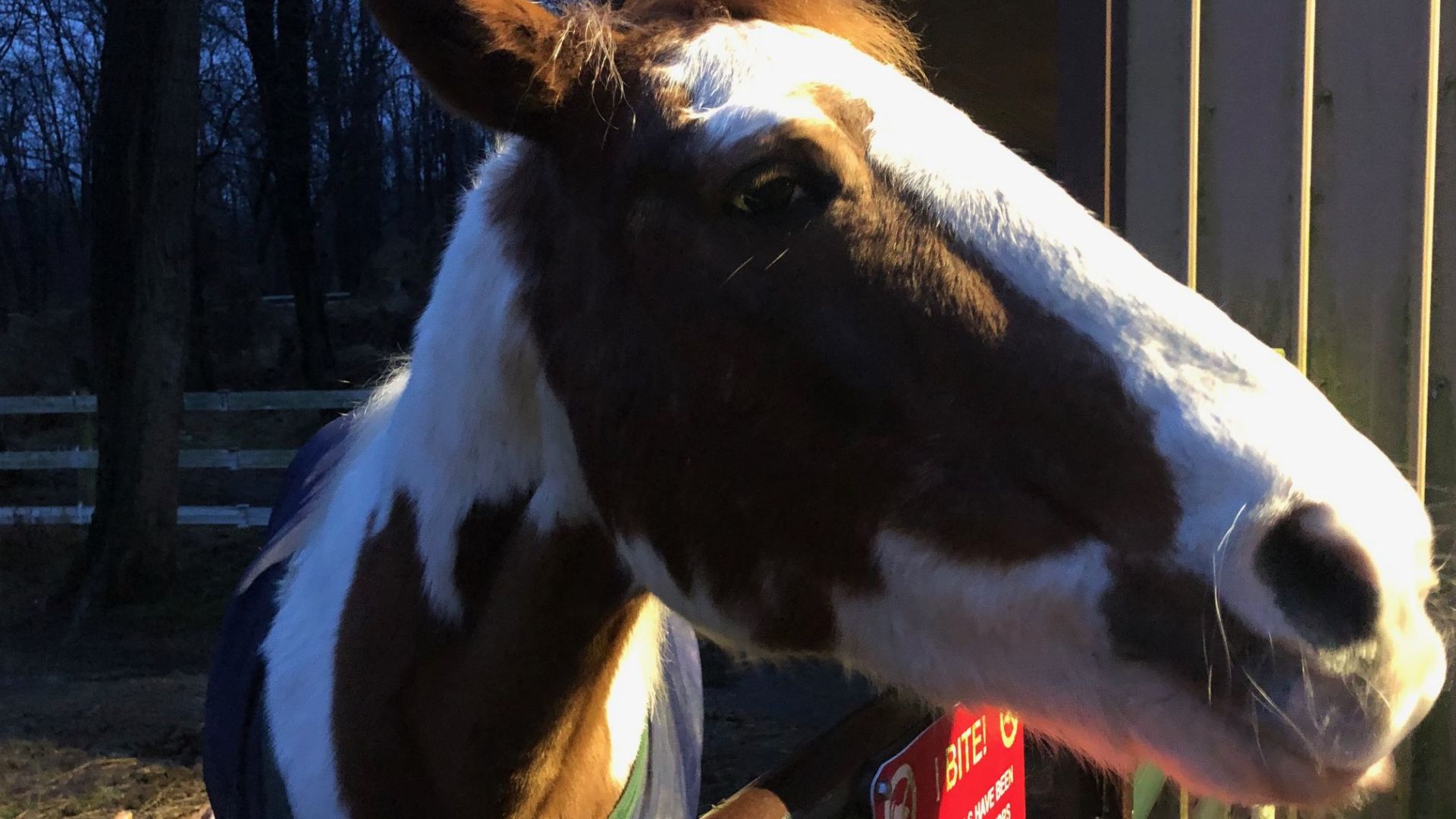 12-10-19 Buck the horse 3.jpg